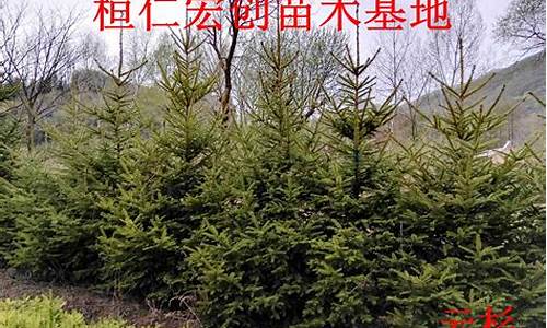 杉树价格-杉树价格多少钱一棵