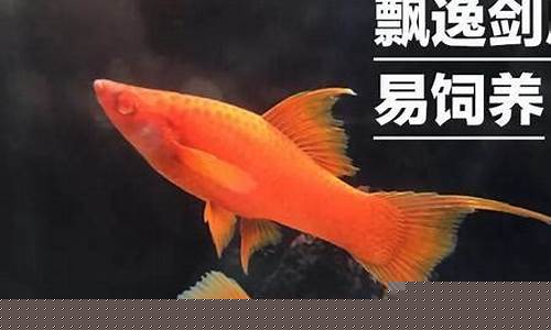红箭鱼的品种大全-红箭鱼的品种