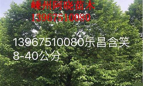 乐昌含笑价格-乐昌含笑简介